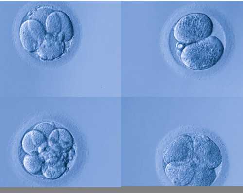 23年借卵生子（男孩）助孕医院名单附供卵机构选