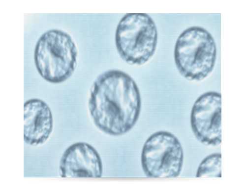 探秘北京助孕中介：可靠性与机构排名指南